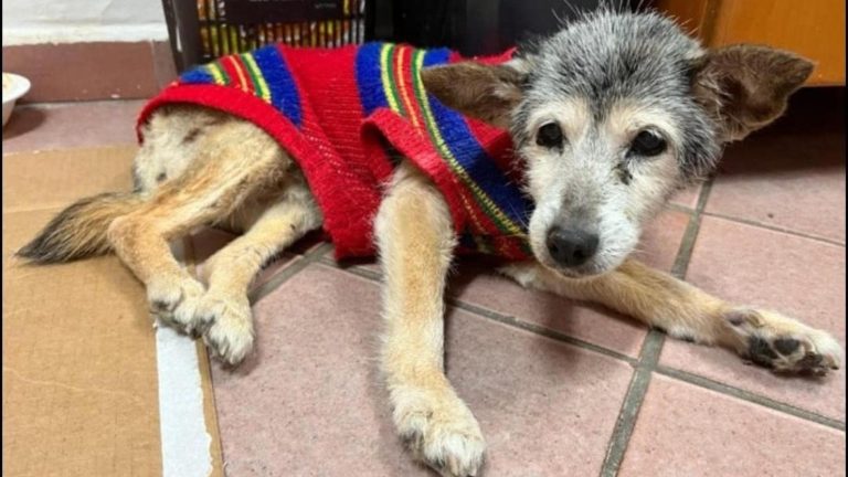 Torre Annunziata, Lilly la cagnolina dei record dall’abbandono in autostrada al compleanno speciale. Il padrone: “Compie 24 anni, per me è la più anziana d’Italia” Torre Annunziata, Lilly la cagnolina dei record dall’abbandono in autostrada al compleanno speciale. Il padrone: “Compie 24 anni, per me è la più anziana d’Italia”