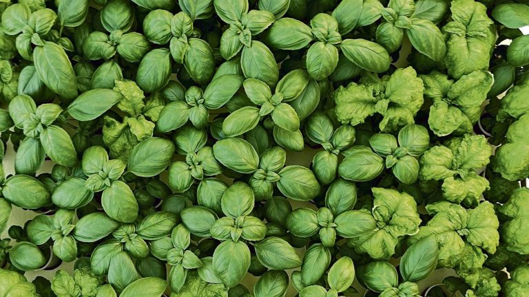La sfida di due ventenni: “Così coltiviamo le piante di basilico nella Terra dei fuochi” La sfida di due ventenni: “Così coltiviamo le piante di basilico nella Terra dei fuochi”