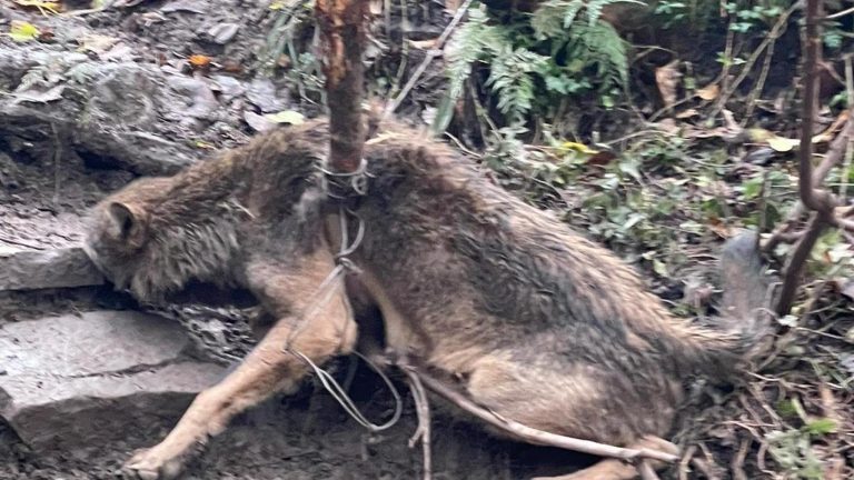 Giovane esemplare di lupo salvato e rimesso in libertà: era intrappolato in un laccio metallico dei bracconieri Giovane esemplare di lupo salvato e rimesso in libertà: era intrappolato in un laccio metallico dei bracconieri