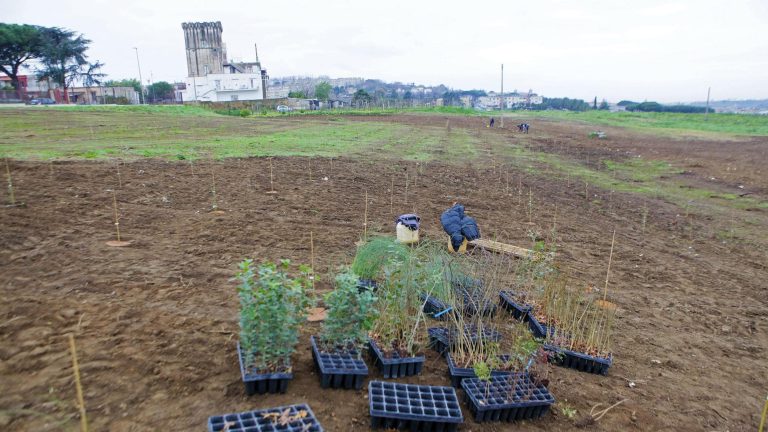Pozzuoli si ripensa “green”, contro il climate change nasce una “foresta urbana” Pozzuoli si ripensa “green”, contro il climate change nasce una “foresta urbana”