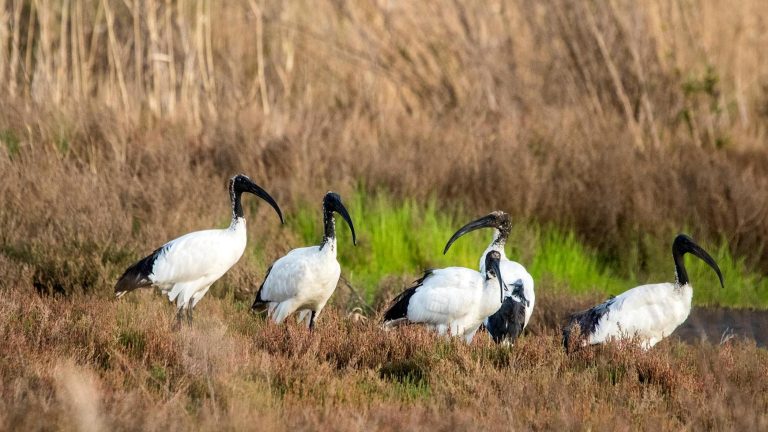 Natura, nel Casertano è boom di ibis sacri: “Specie aliena, dannosa per gli ecosistemi” Natura, nel Casertano è boom di ibis sacri: “Specie aliena, dannosa per gli ecosistemi”