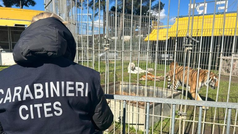 Tigri “mutilate” per lo spettacolo del circo: denunciato il titolare