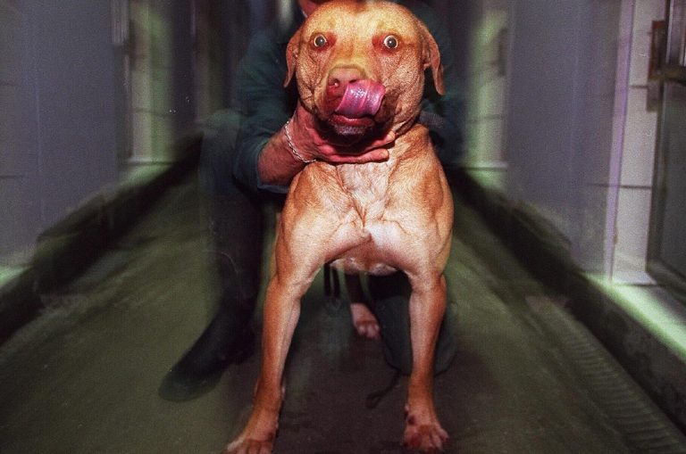 Bimbo ucciso dai pitbull, 5 indagati: oggi l’autopsia Bimbo ucciso dai pitbull, 5 indagati: oggi l’autopsia