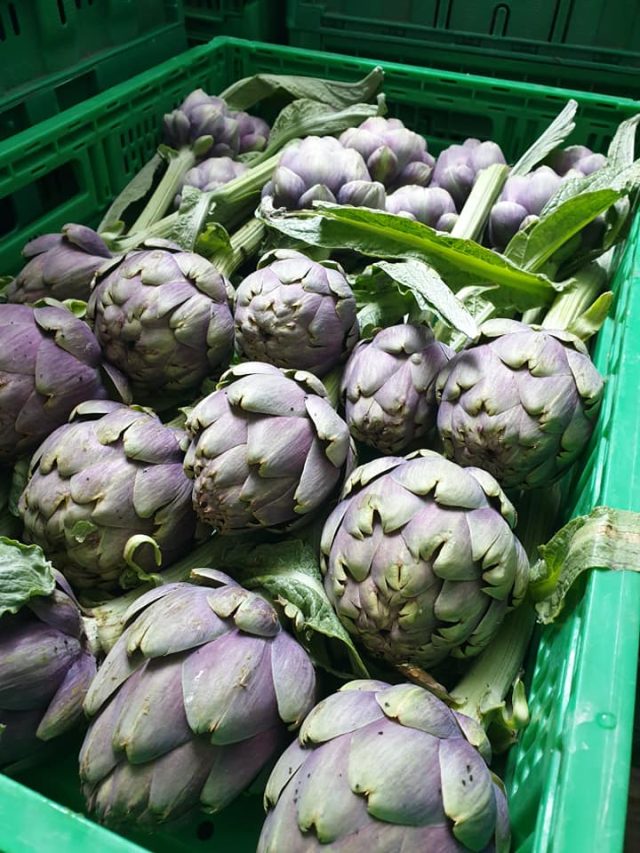 Sagra del Carciofo di Pietrelcina: Una Celebrazione del Presidio Slow Food Sagra del Carciofo di Pietrelcina: Una Celebrazione del Presidio Slow Food
