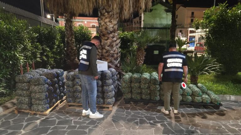 Vongole a rischio spacciate per granchio blu: scatta il sequestro