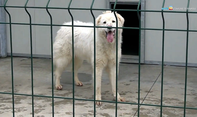 Iniziative di sensibilizzazione al possesso responsabile dei cani Iniziative di sensibilizzazione al possesso responsabile dei cani