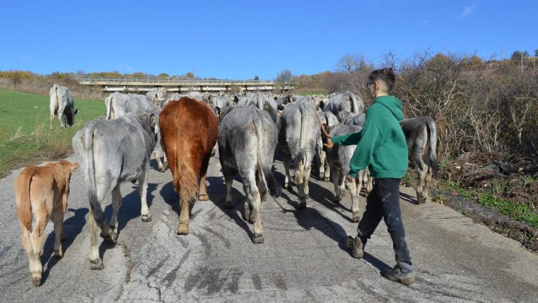 Potenza, il piccolo Genesio “mascotte” della transumanza lucana