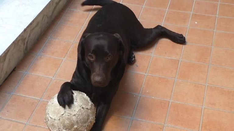 Bacoli dà il via libera ai cani in spiaggia: “Il mare è di tutti” Bacoli dà il via libera ai cani in spiaggia: “Il mare è di tutti”