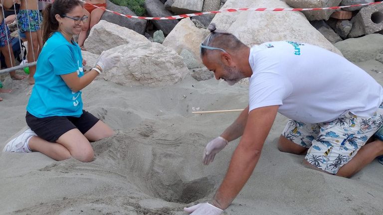 Ischia, ecco il primo nido di tartaruga marina: deposto all’alba sulla spiaggia di Forio