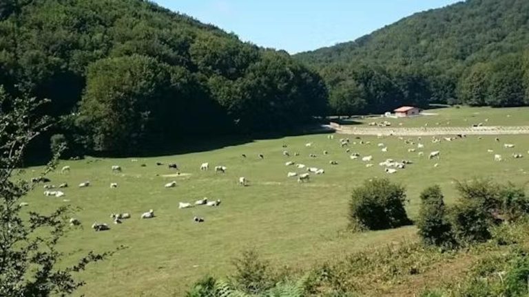 Montella, toro attacca un uomo: 60enne è grave