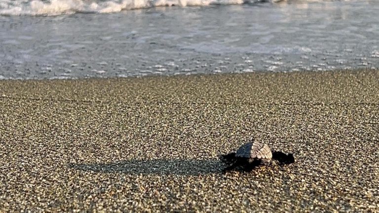 Le tartarughe marine nate a Forio porteranno i nomi dei prossimi 90 bambini nati