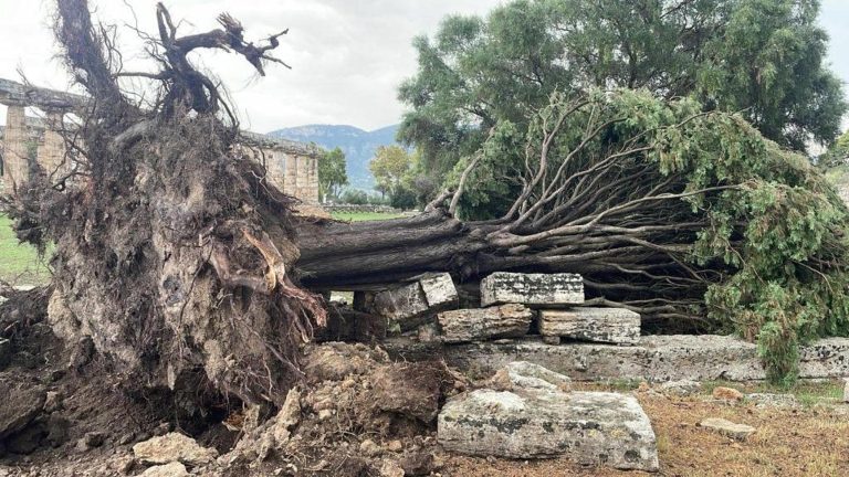 Paestum, albero secolare cade nel sito archeologico per il nubifragio
