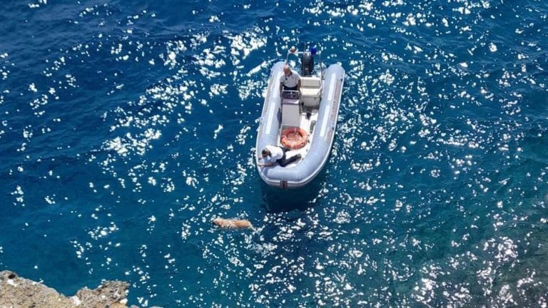 Procida, la disavventura del cane Pedro: si perde su un costone e si tuffa in mare, salvato dalla guardia costiera