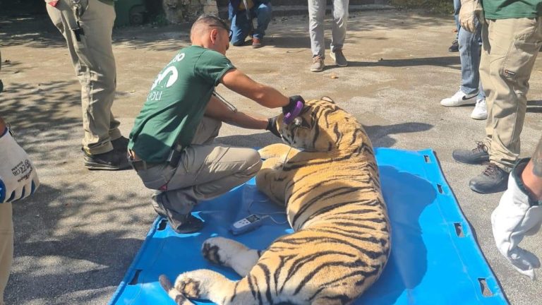 Campi Flegrei, prove di evacuazione allo zoo di Napoli: “narcotizzata” la tigre di peluche Campi Flegrei, prove di evacuazione allo zoo di Napoli: “narcotizzata” la tigre di peluche
