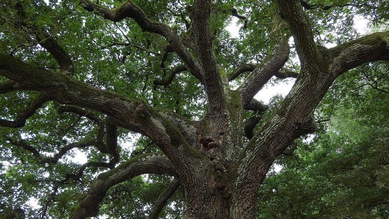 Climate change, la strategia degli alberi Climate change, la strategia degli alberi
