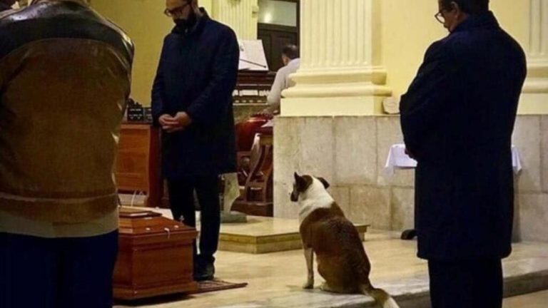 Addio Sally, la cagnetta che partecipava ai funerali. Branduardi: “La sentiremo abbaiare alla luna”