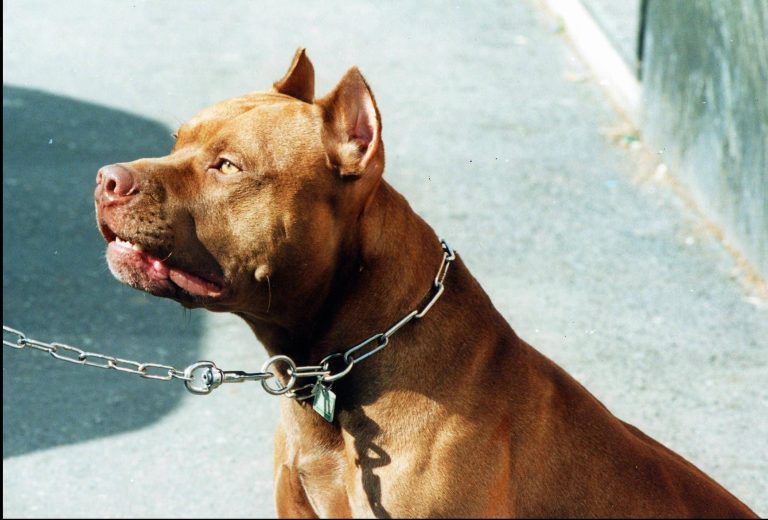 Bimba sbranata da pitbull, Prestipino: “Proporrò legge per selezione razza. Patentino? Ultima ratio” Bimba sbranata da pitbull, Prestipino: “Proporrò legge per selezione razza. Patentino? Ultima ratio”