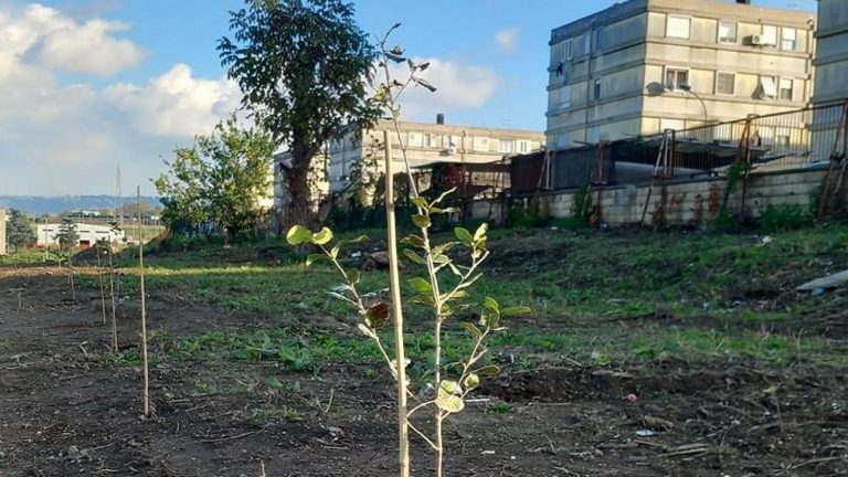 Querce, pioppi e frassini: così rinasce la foresta urbana di Monterusciello Querce, pioppi e frassini: così rinasce la foresta urbana di Monterusciello