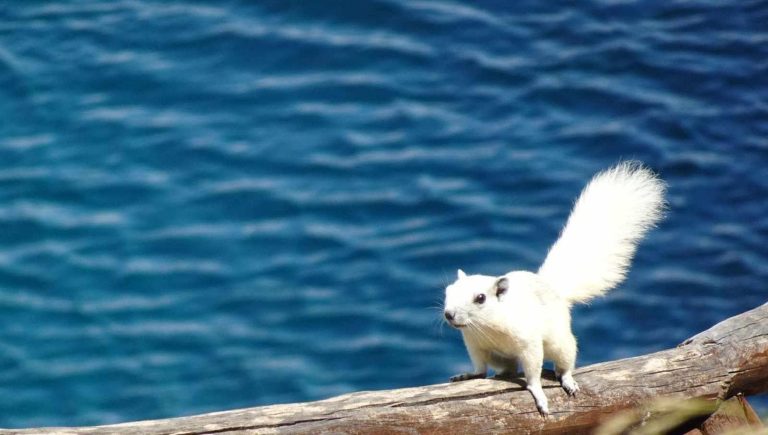 Cilento, spunta lo scoiattolo tutto bianco. “Bellissimo, ma è un pericolo: specie aliena” Cilento, spunta lo scoiattolo tutto bianco. “Bellissimo, ma è un pericolo: specie aliena”