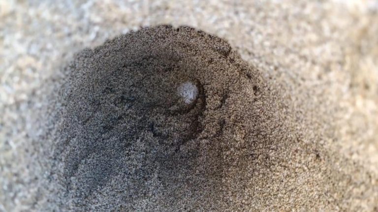 Ascea, ecco il primo nido stagionale di tartaruga marina: “Mai così presto” Ascea, ecco il primo nido stagionale di tartaruga marina: “Mai così presto”