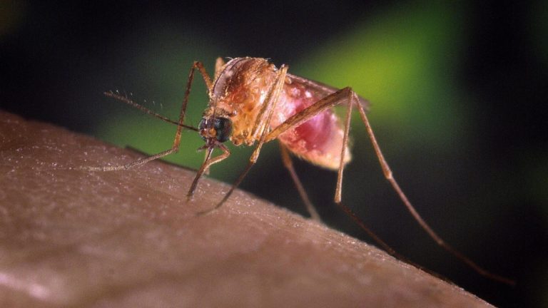 West Nile, muore 80enne. Il sindaco di Maddaloni: “Maxi disinfestazione”