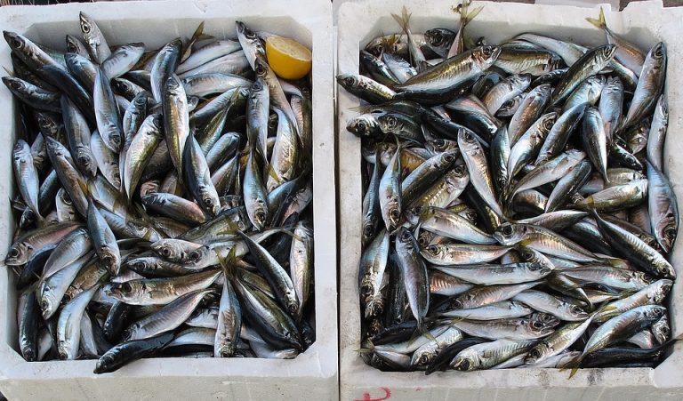 “La Sagra del Pesce Azzurro“ ad Atrani, in Costiera Amalfitana “La Sagra del Pesce Azzurro“ ad Atrani, in Costiera Amalfitana