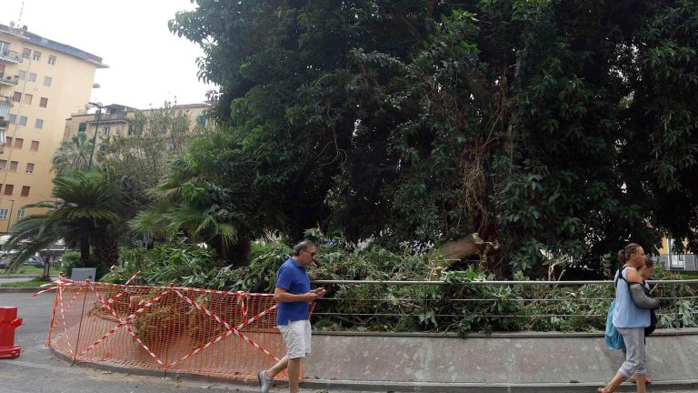Piazza degli Artisti, cedono due grossi rami dell’albero monumentale